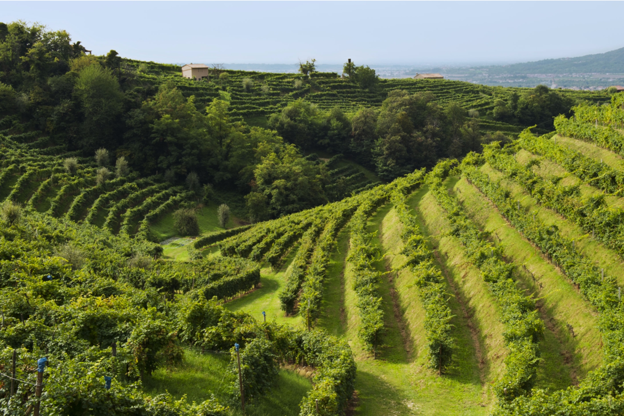 Bonaventura Maschio Vineyards