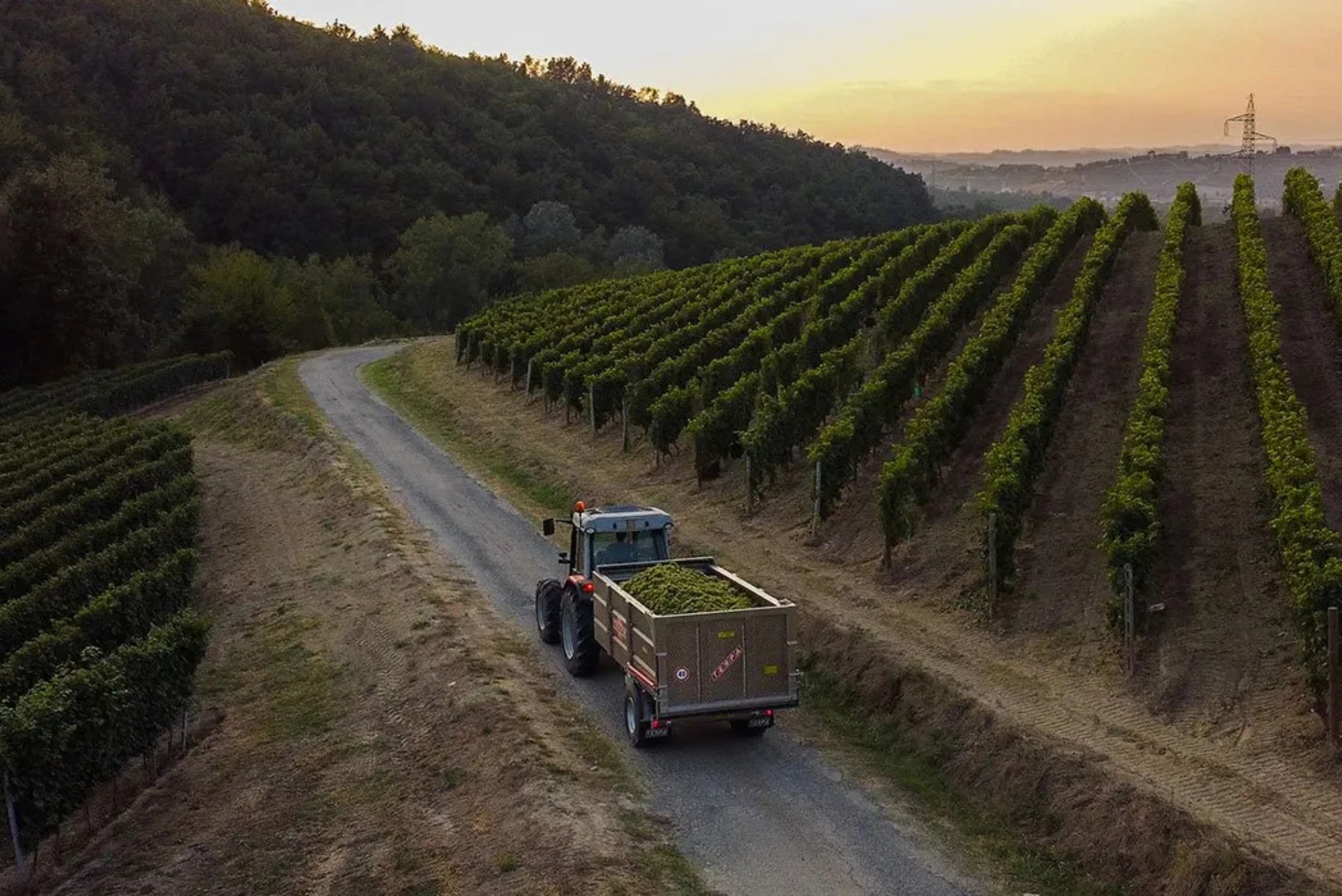 Ronzano Vineyards