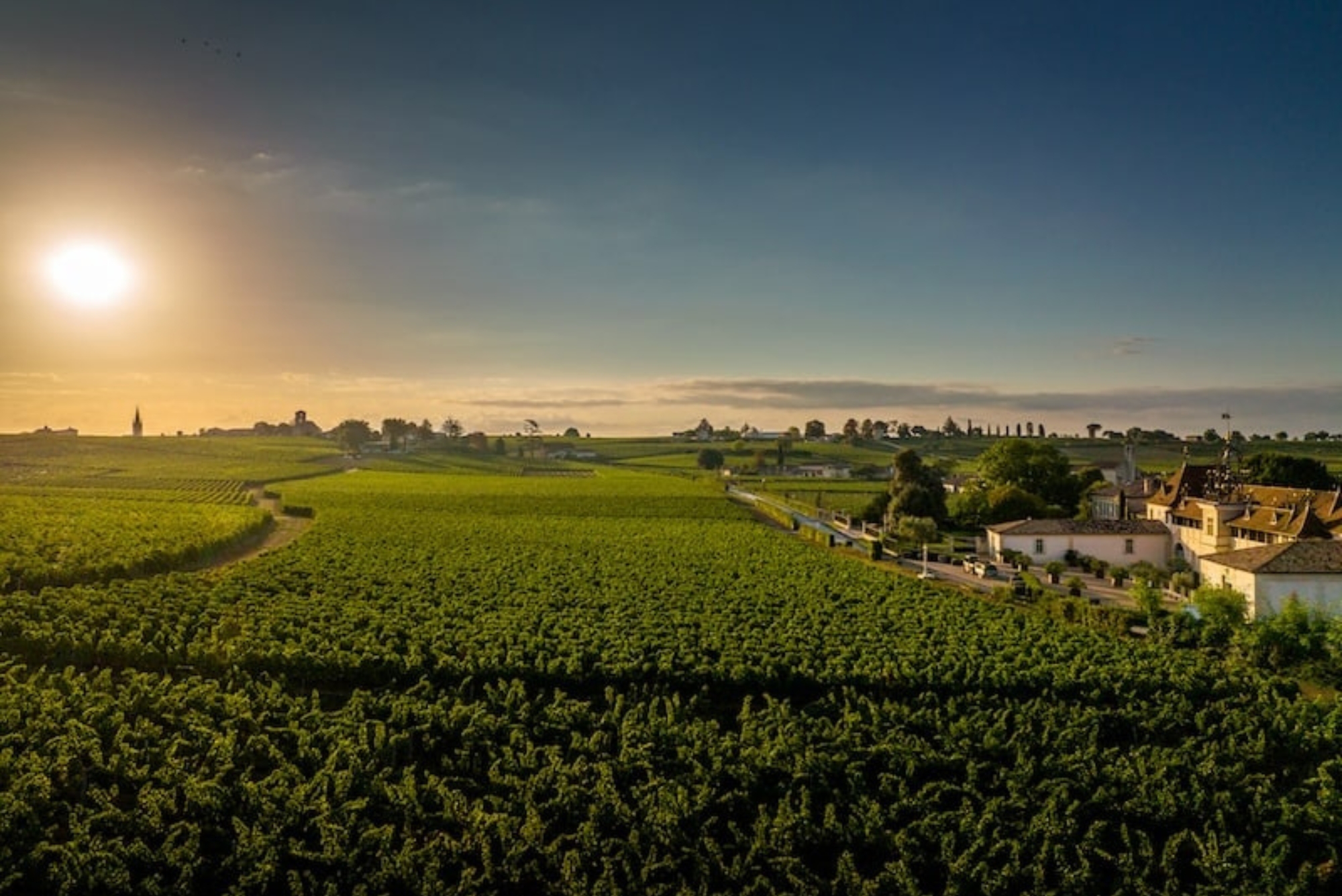 Château Angélus Vineyards