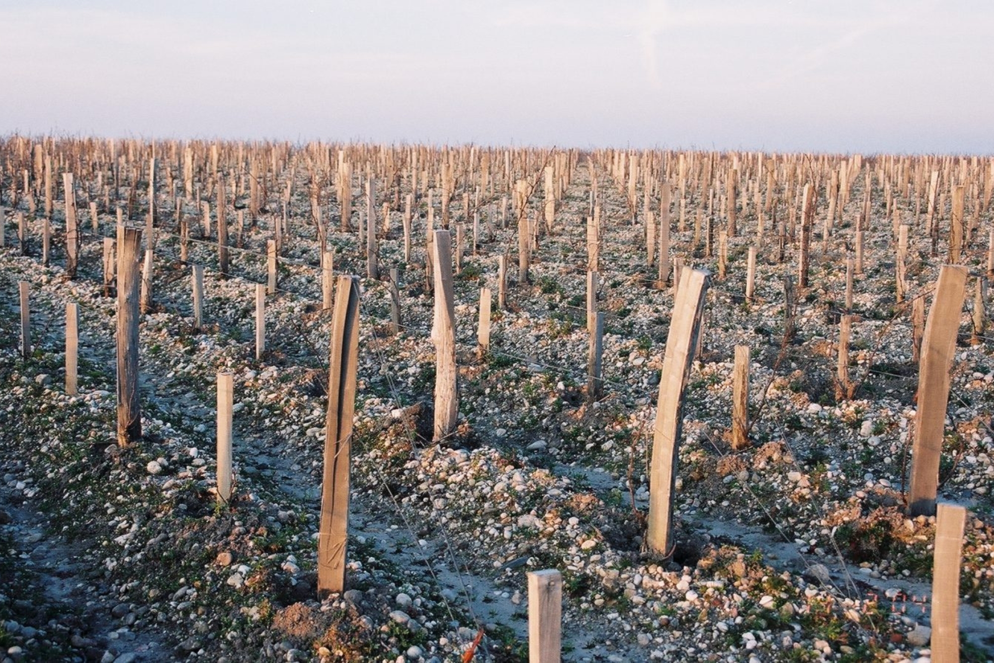Château Margaux Vineyards