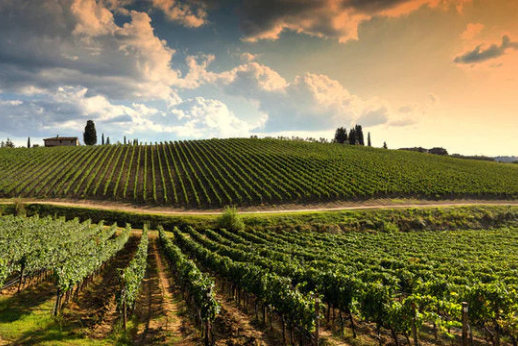 Chateau Monbousquet Vineyards