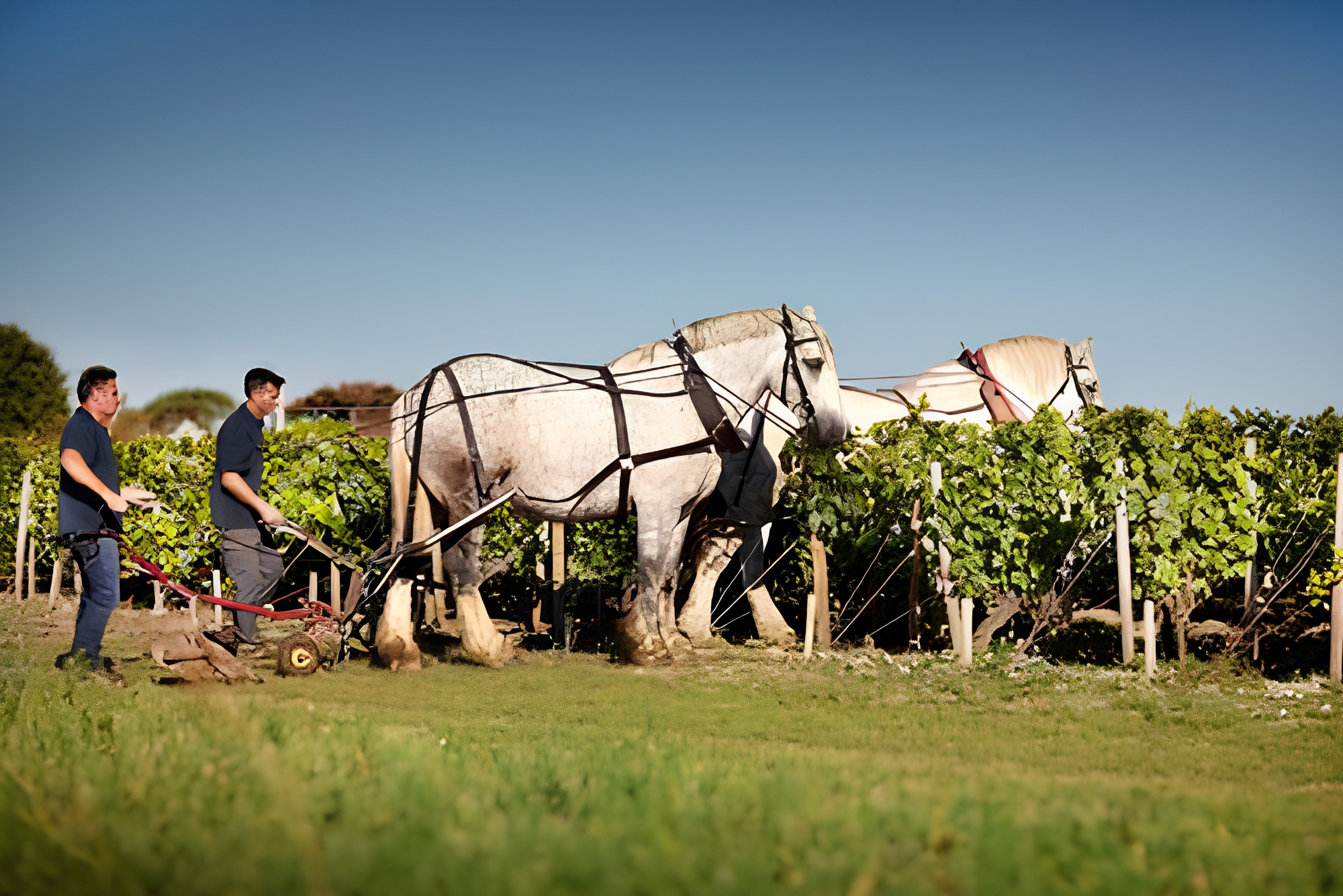 Chateau Petit Village Vineyards
